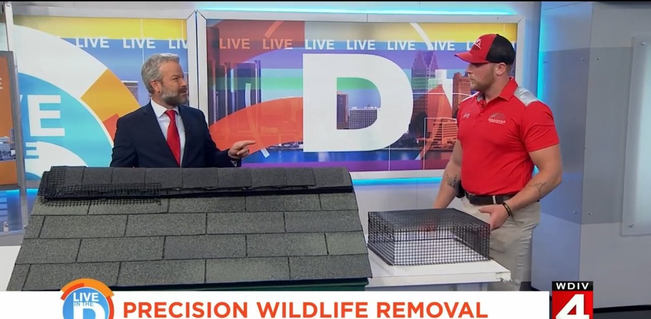 Precision Wildlife Removal featured on Live in the D
